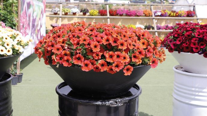 Petunia x calibrachoa BEAUTICAL® Cinnamon (Graines Voltz).